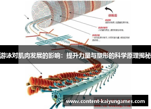 游泳对肌肉发展的影响：提升力量与塑形的科学原理揭秘